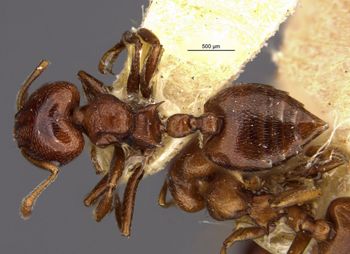 Media type: image;   Entomology 20806 Aspect: habitus dorsal view